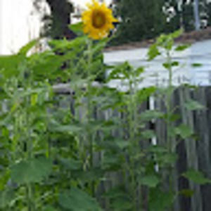 Meet your Posher, Ebony